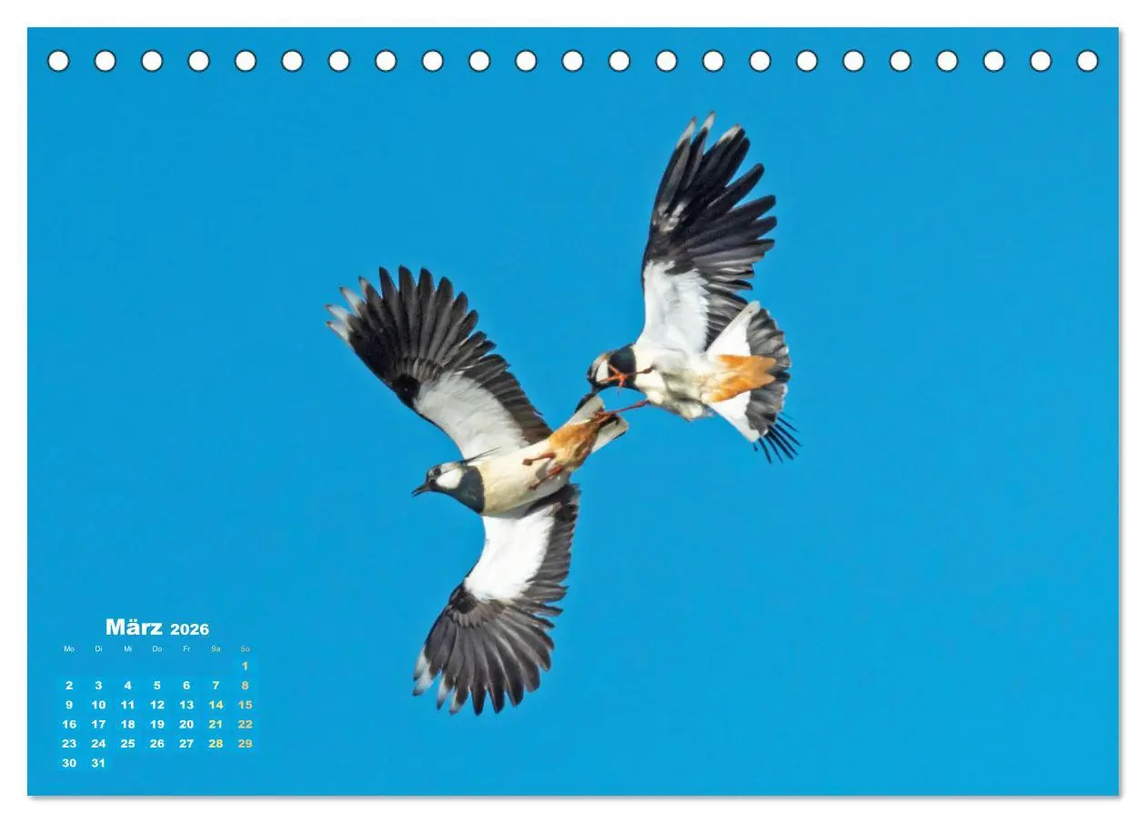 Bild: 9783457480564 | Vögel in unserer Heimat: Kiebitz, Wiedehopf und Turteltaube...