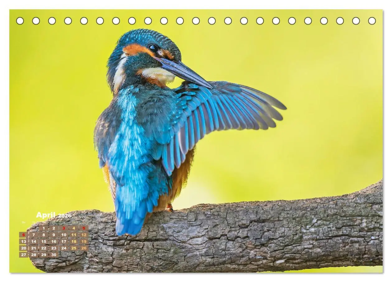 Bild: 9783457480564 | Vögel in unserer Heimat: Kiebitz, Wiedehopf und Turteltaube...