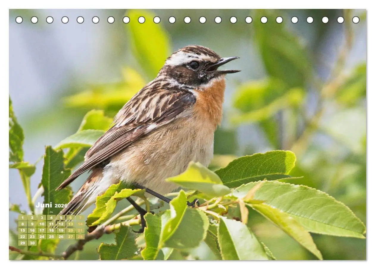 Bild: 9783457480564 | Vögel in unserer Heimat: Kiebitz, Wiedehopf und Turteltaube...