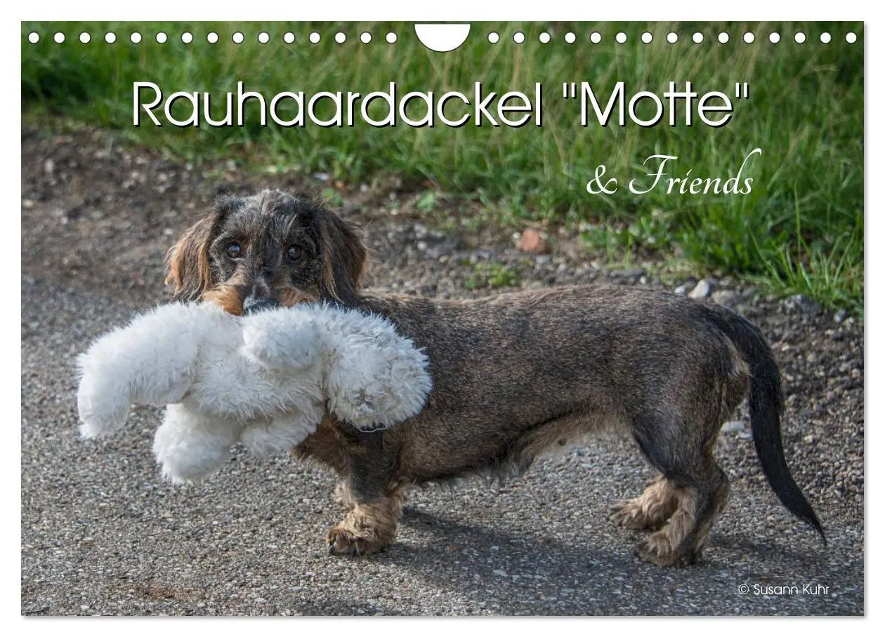 Cover: 9783457930564 | Rauhaardackel Motte &amp; Friends (Wandkalender 2026 DIN A4 quer),...