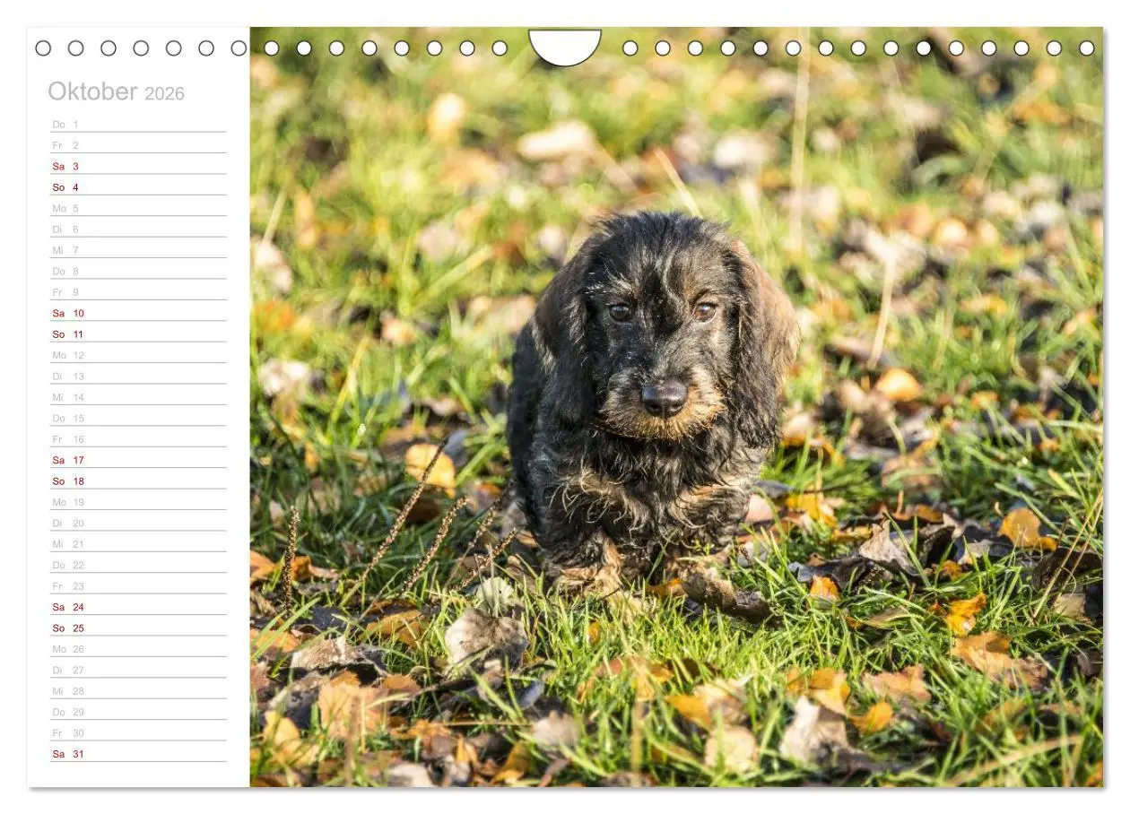Bild: 9783457930564 | Rauhaardackel Motte &amp; Friends (Wandkalender 2026 DIN A4 quer),...