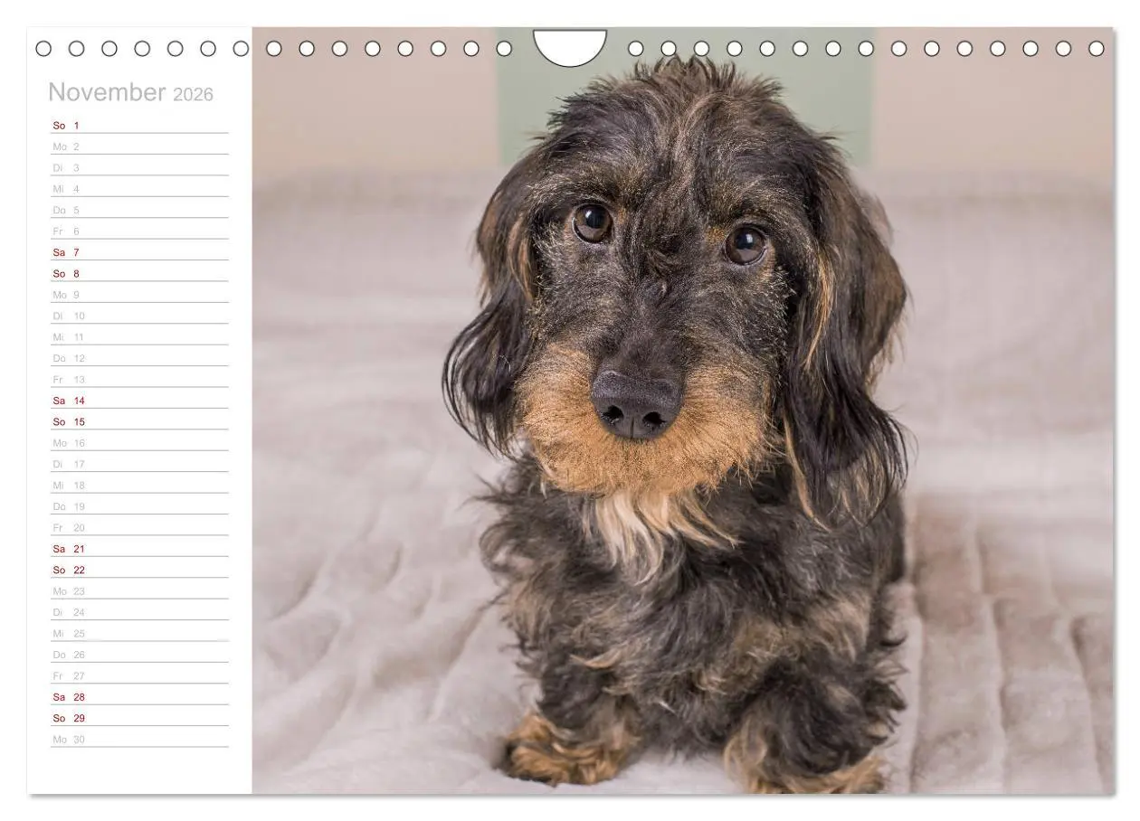 Bild: 9783457930564 | Rauhaardackel Motte &amp; Friends (Wandkalender 2026 DIN A4 quer),...