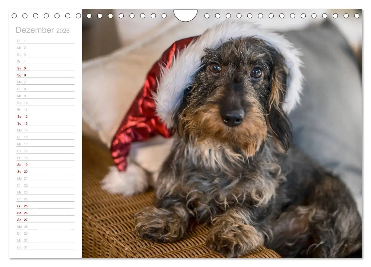 Bild: 9783457930564 | Rauhaardackel Motte &amp; Friends (Wandkalender 2026 DIN A4 quer),...