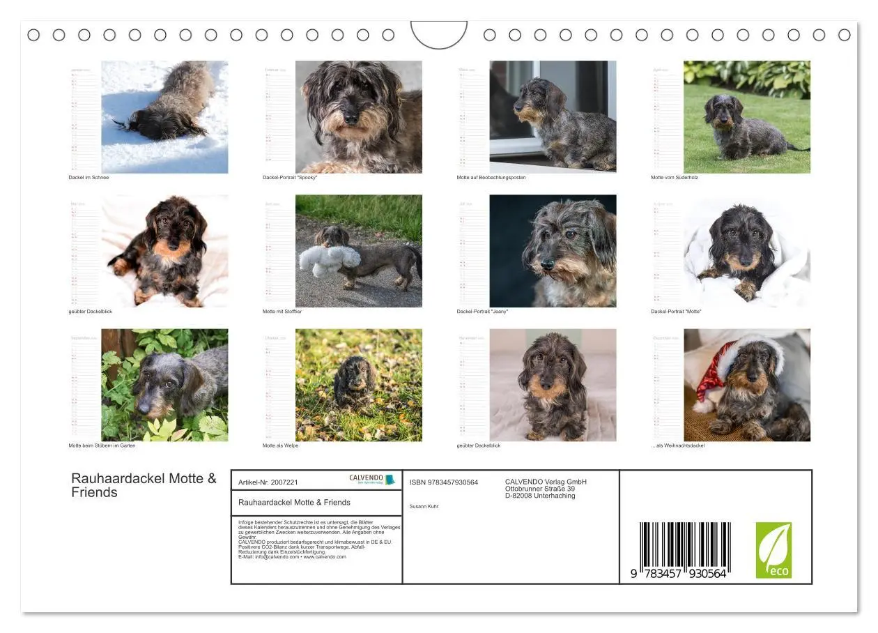 Bild: 9783457930564 | Rauhaardackel Motte &amp; Friends (Wandkalender 2026 DIN A4 quer),...