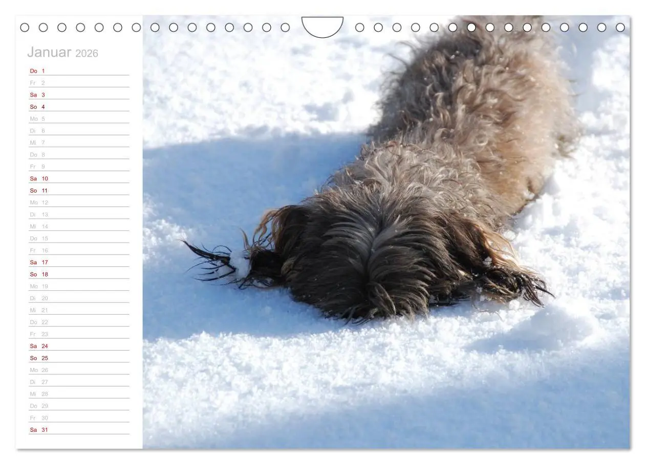 Bild: 9783457930564 | Rauhaardackel Motte &amp; Friends (Wandkalender 2026 DIN A4 quer),...