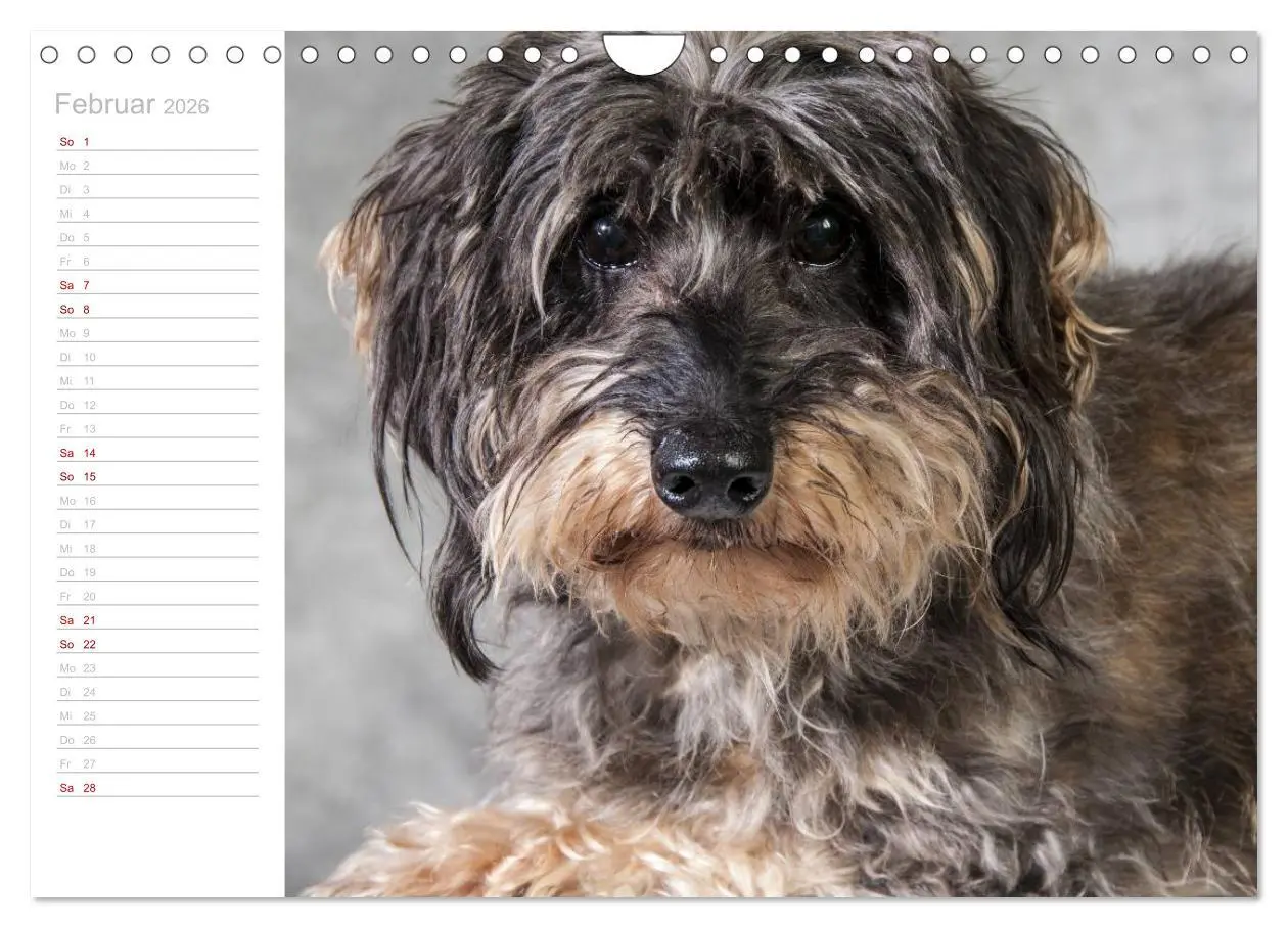 Bild: 9783457930564 | Rauhaardackel Motte &amp; Friends (Wandkalender 2026 DIN A4 quer),...