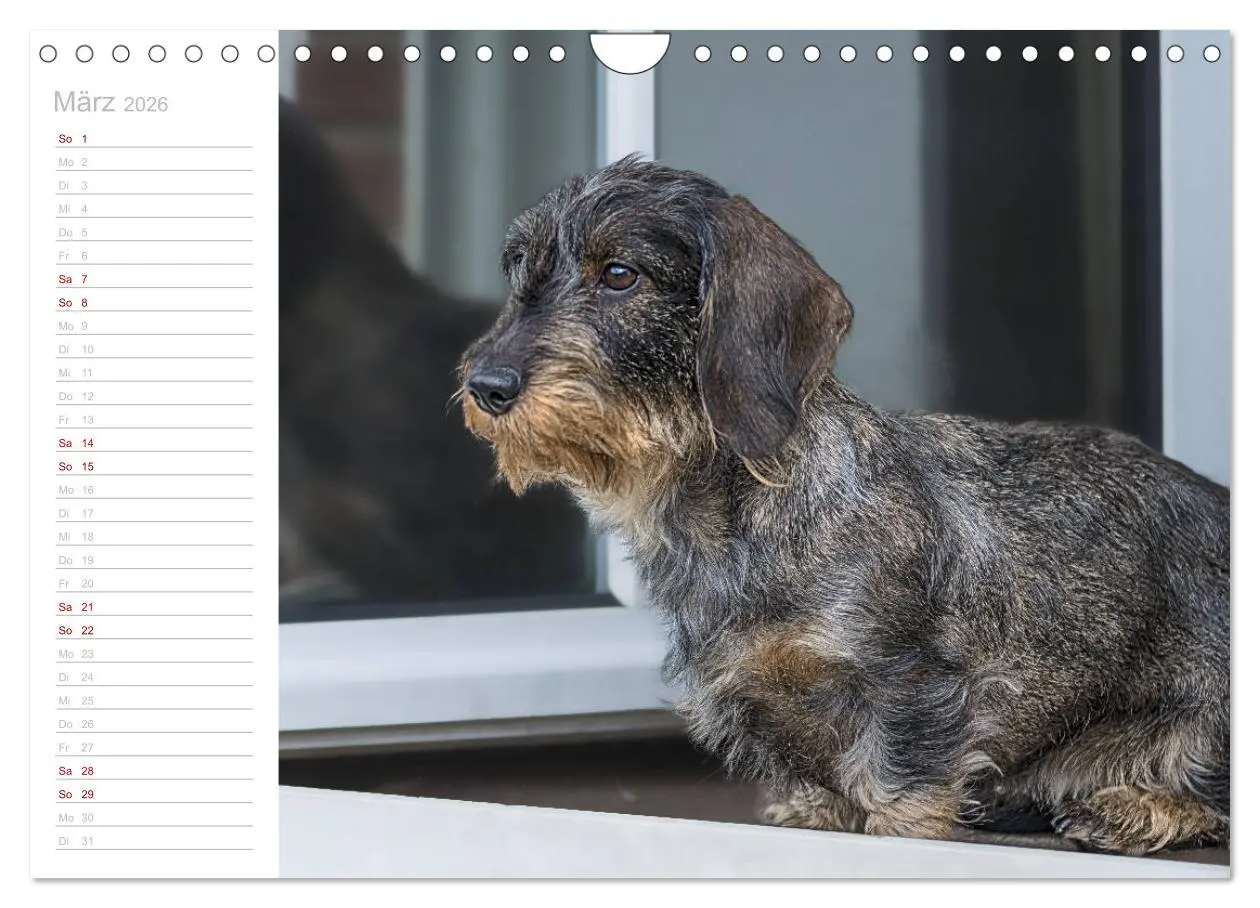 Bild: 9783457930564 | Rauhaardackel Motte &amp; Friends (Wandkalender 2026 DIN A4 quer),...