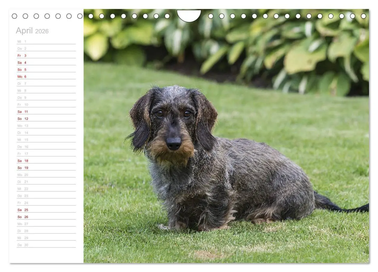 Bild: 9783457930564 | Rauhaardackel Motte &amp; Friends (Wandkalender 2026 DIN A4 quer),...