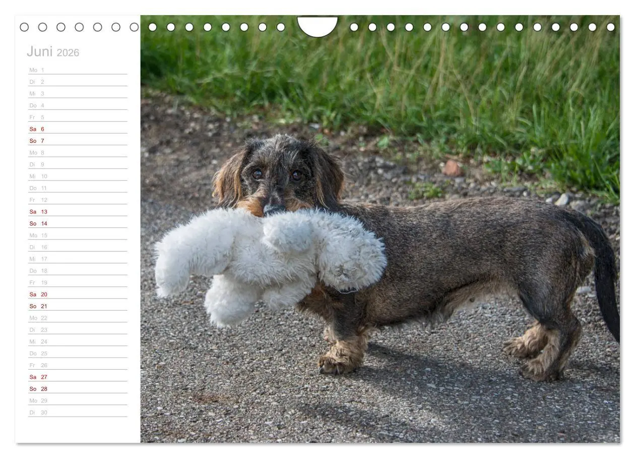 Bild: 9783457930564 | Rauhaardackel Motte &amp; Friends (Wandkalender 2026 DIN A4 quer),...
