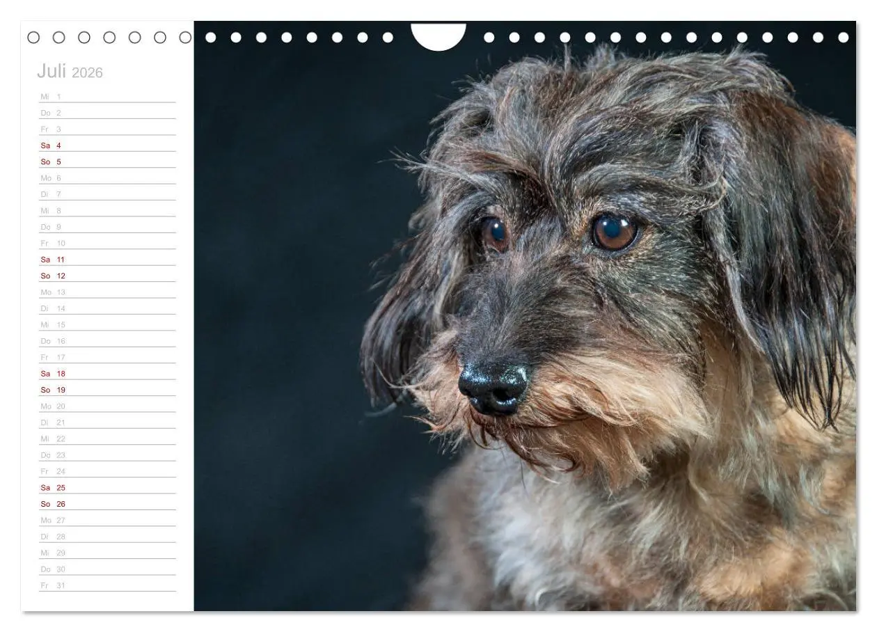 Bild: 9783457930564 | Rauhaardackel Motte &amp; Friends (Wandkalender 2026 DIN A4 quer),...