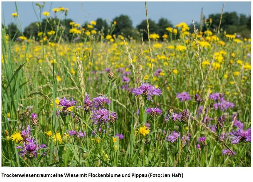 Bild: 9783328600664 | Die Wiese | Jan Haft | Buch | Flyer Wildtierstiftung | 256 S. | 2019