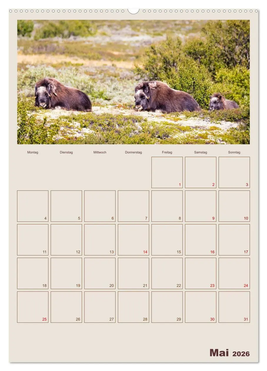 Bild: 9783516240764 | Moschusochsen - Norwegens gemütliche Riesen (hochwertiger Premium...