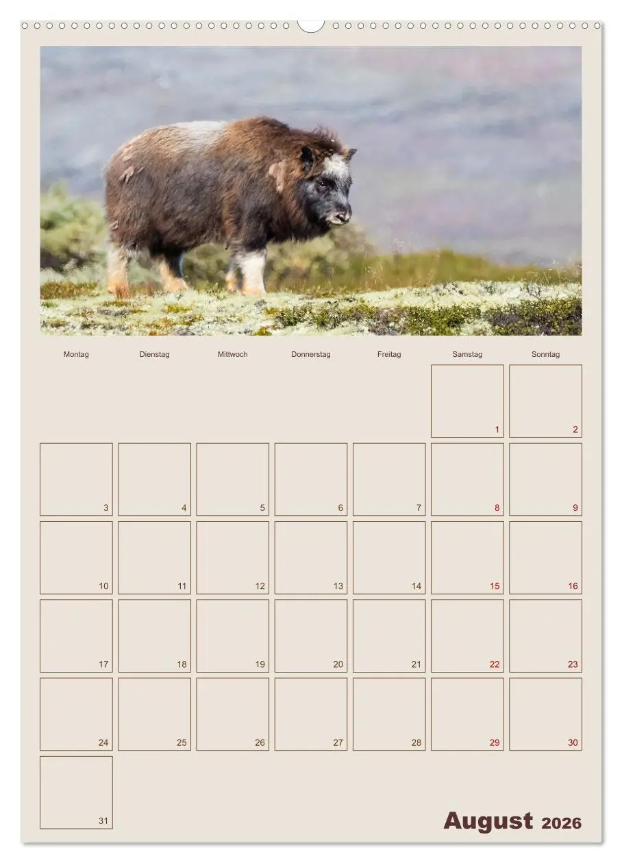 Bild: 9783516240764 | Moschusochsen - Norwegens gemütliche Riesen (hochwertiger Premium...