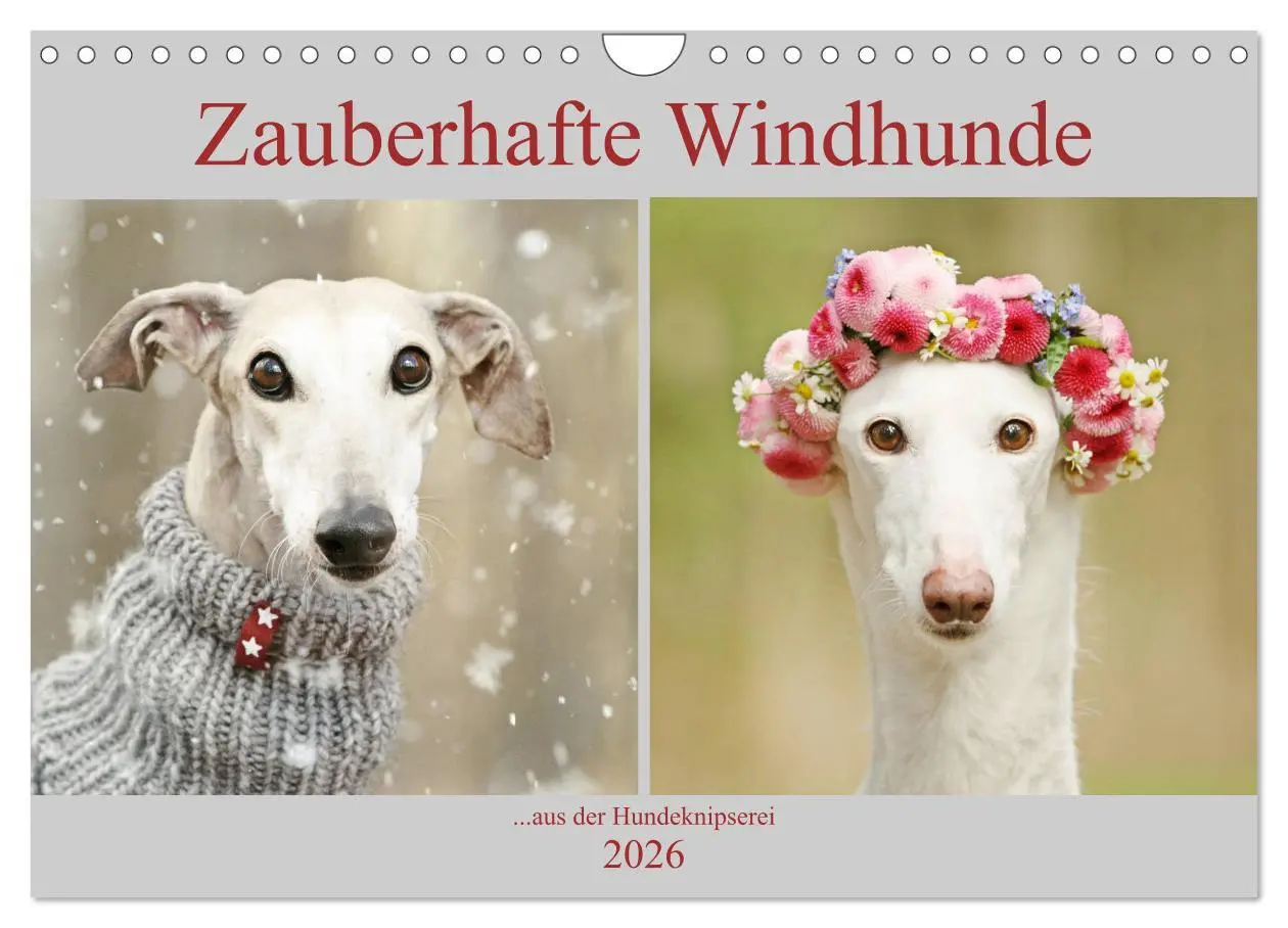 Cover: 9783457900864 | Zauberhafte Windhunde (Wandkalender 2026 DIN A4 quer), CALVENDO...