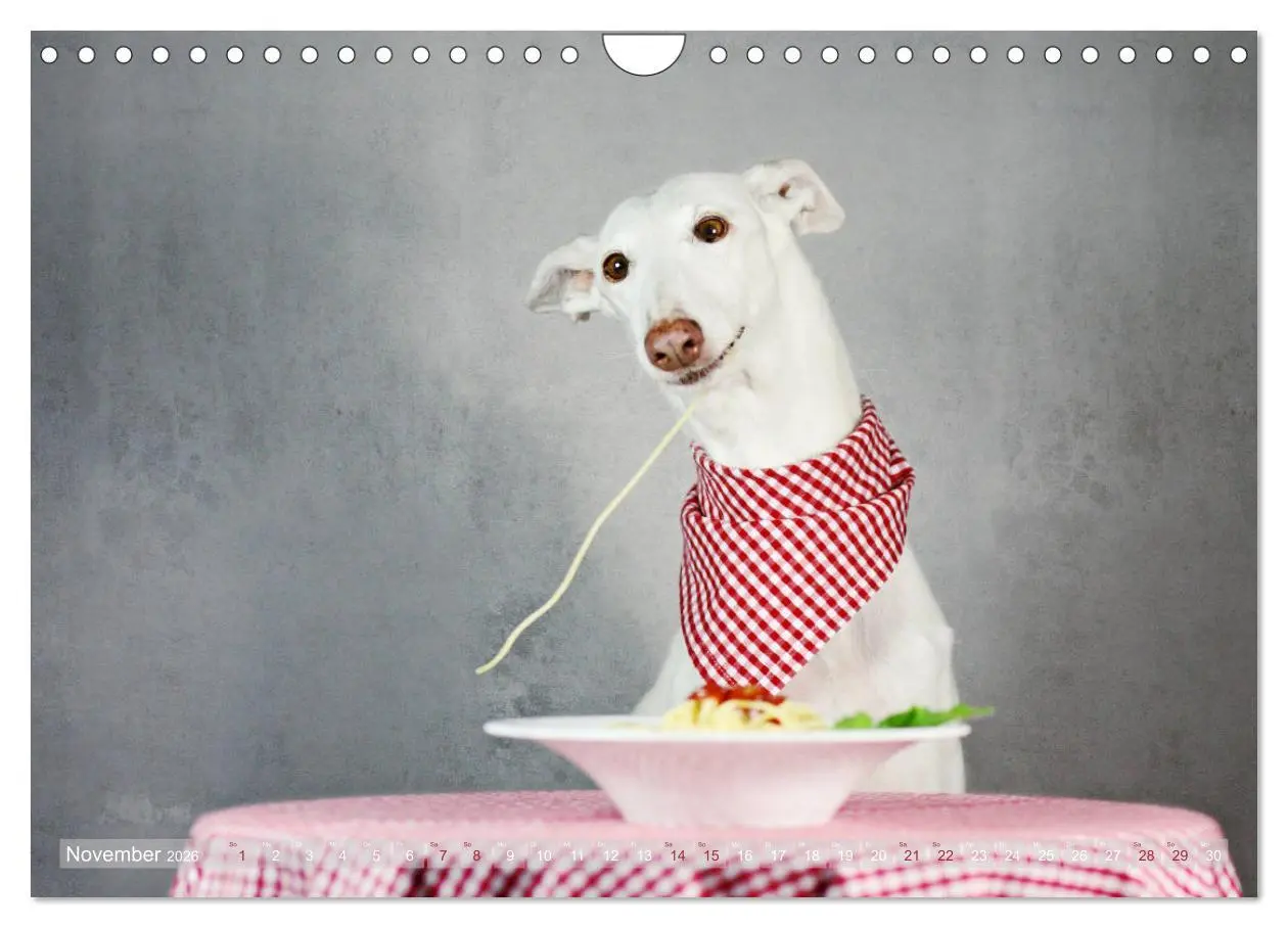Bild: 9783457900864 | Zauberhafte Windhunde (Wandkalender 2026 DIN A4 quer), CALVENDO...