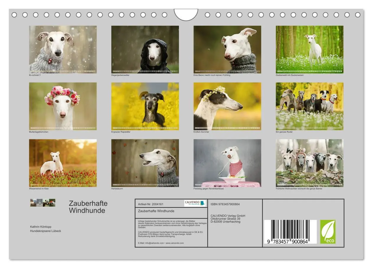 Bild: 9783457900864 | Zauberhafte Windhunde (Wandkalender 2026 DIN A4 quer), CALVENDO...