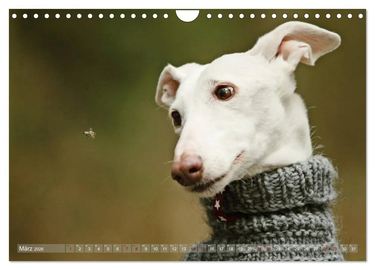 Bild: 9783457900864 | Zauberhafte Windhunde (Wandkalender 2026 DIN A4 quer), CALVENDO...