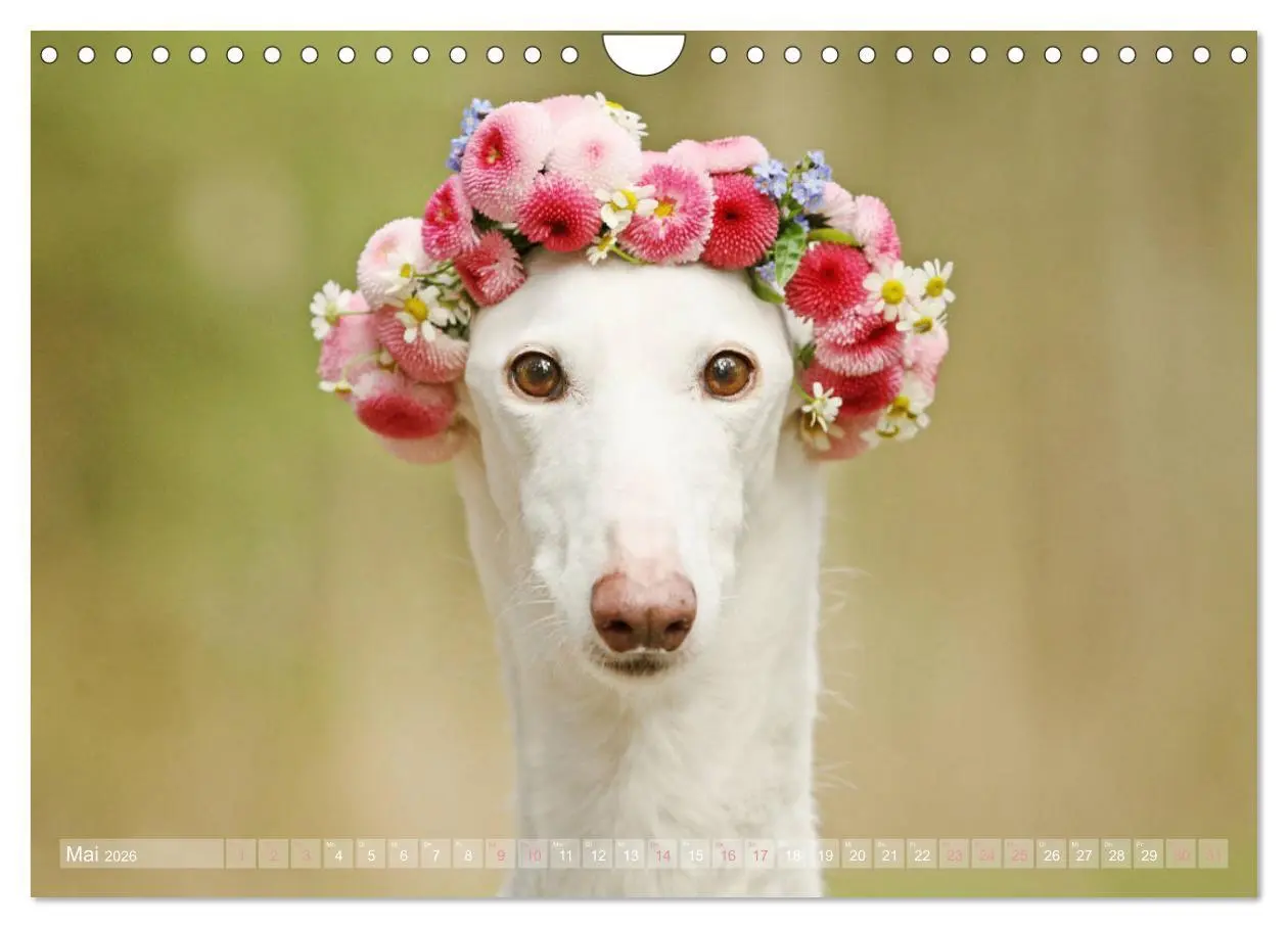 Bild: 9783457900864 | Zauberhafte Windhunde (Wandkalender 2026 DIN A4 quer), CALVENDO...