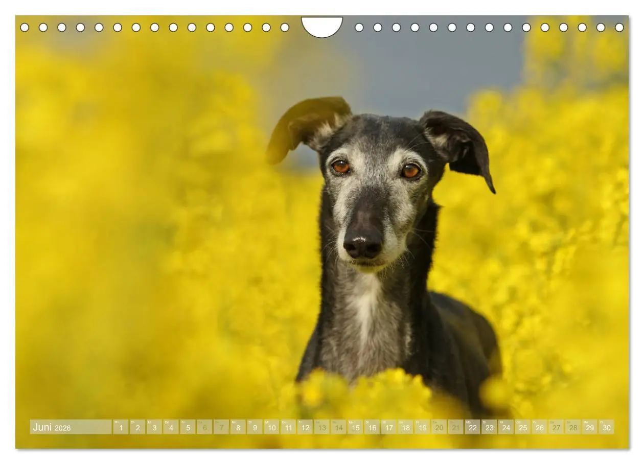 Bild: 9783457900864 | Zauberhafte Windhunde (Wandkalender 2026 DIN A4 quer), CALVENDO...