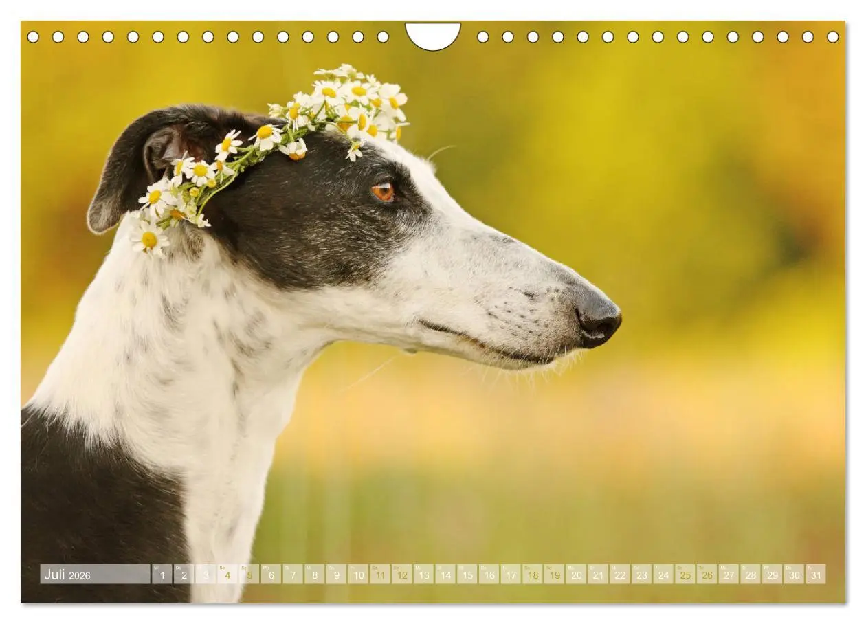 Bild: 9783457900864 | Zauberhafte Windhunde (Wandkalender 2026 DIN A4 quer), CALVENDO...