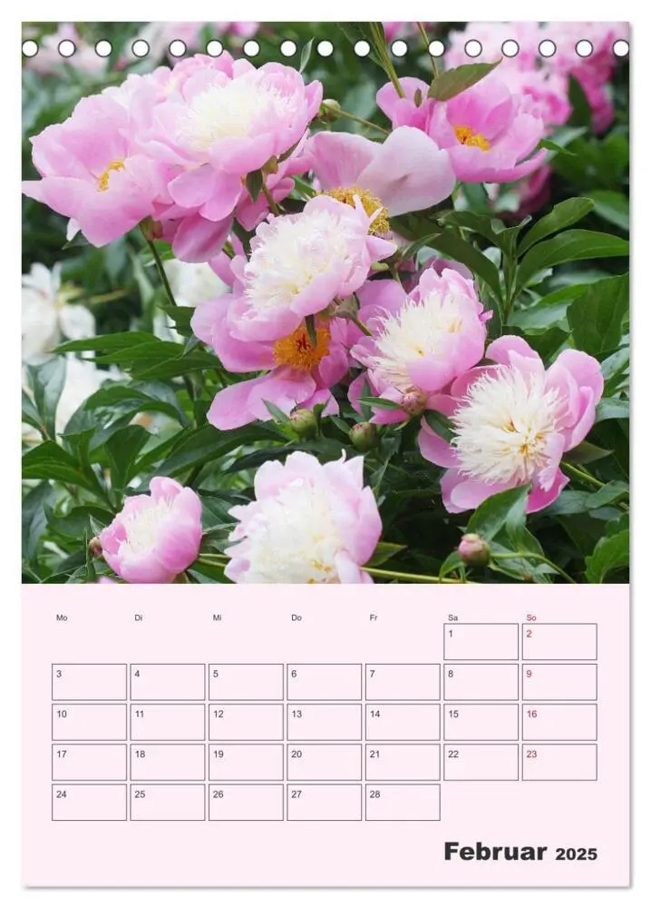 Bild: 9783435970964 | Pfingstrosen Rosen ohne Dornen (Tischkalender 2025 DIN A5 hoch),...