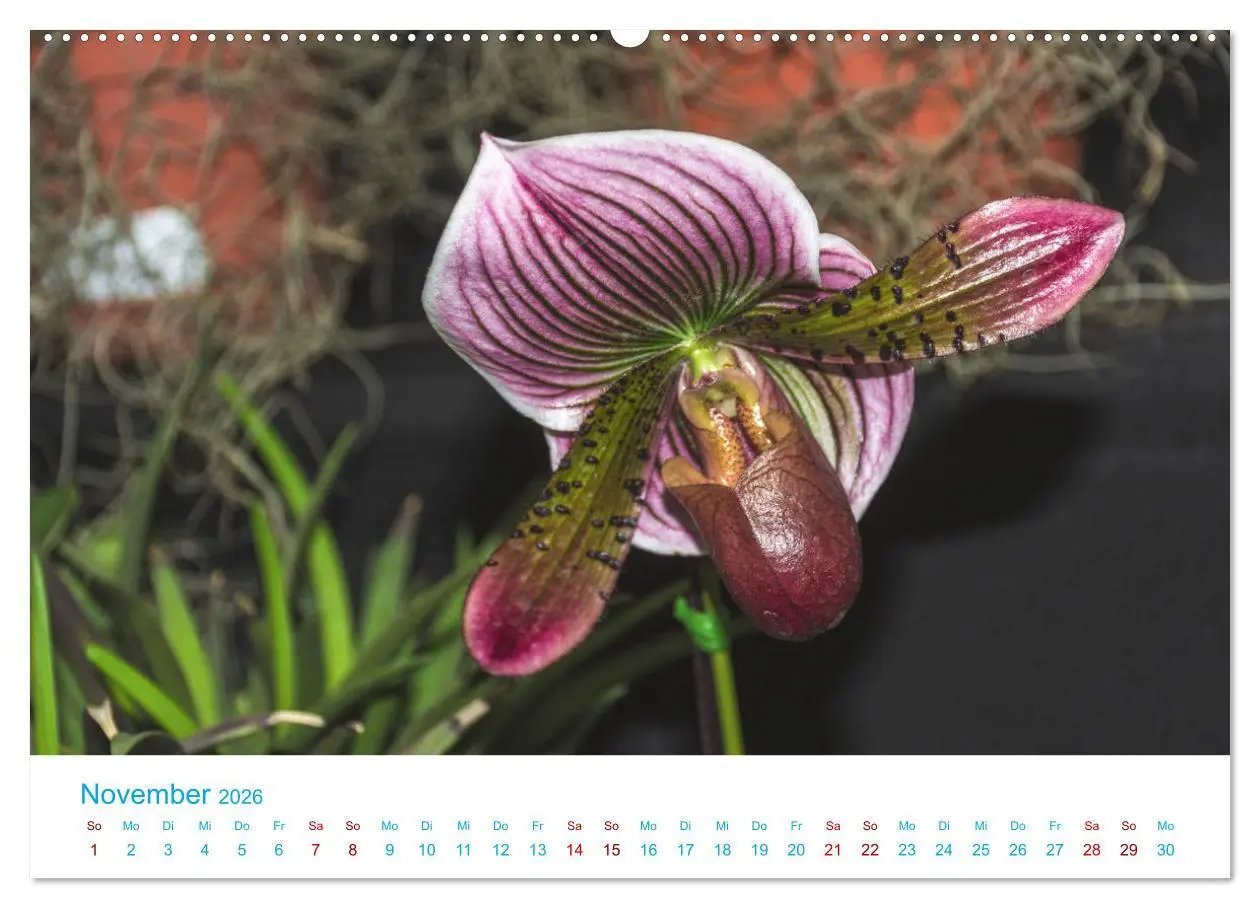 Bild: 9783457711064 | Die Königin der Blumenwelt, die Orchidee (hochwertiger Premium...