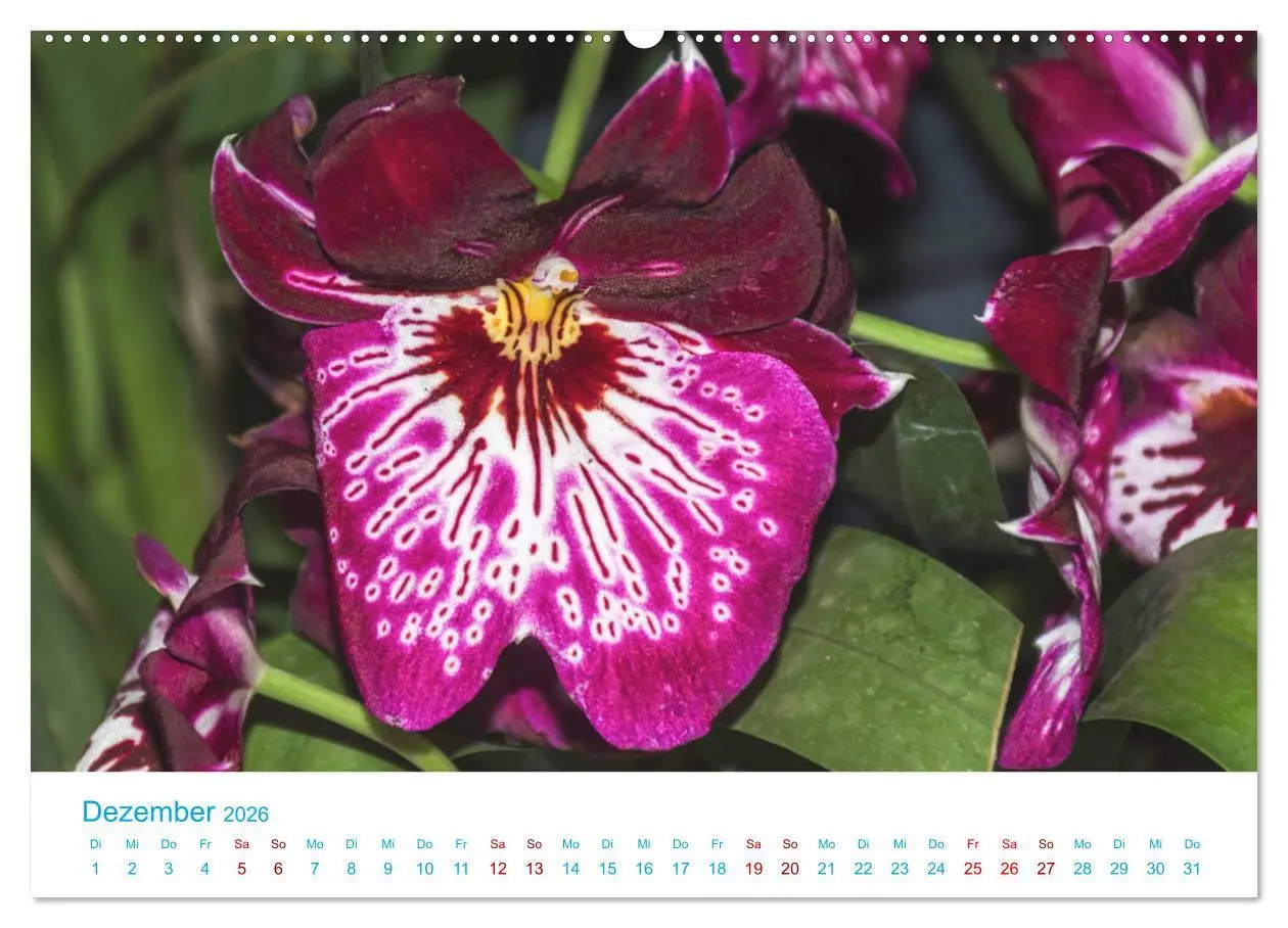 Bild: 9783457711064 | Die Königin der Blumenwelt, die Orchidee (hochwertiger Premium...