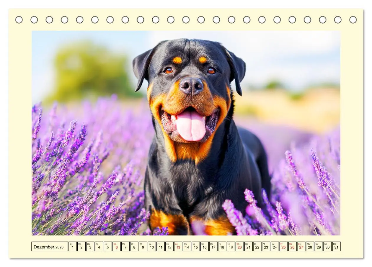 Bild: 9783516421064 | Rottweiler Momente. Kraftvolle Eleganz in der Natur (Tischkalender...
