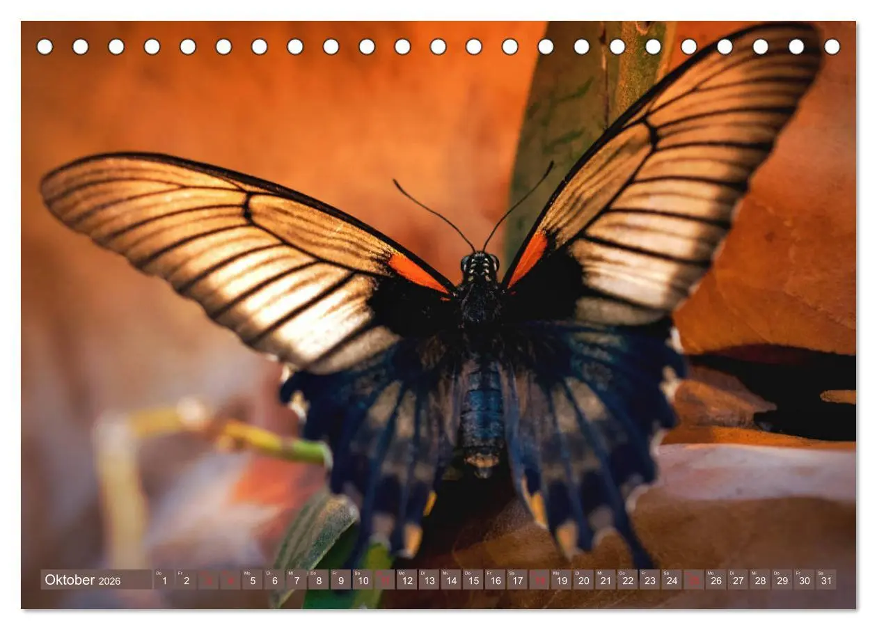 Bild: 9783457931264 | Schmetterlinge im Fokus (Tischkalender 2026 DIN A5 quer), CALVENDO...