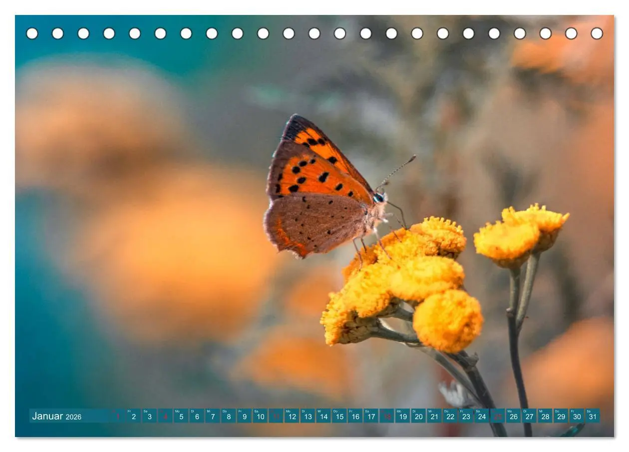 Bild: 9783457931264 | Schmetterlinge im Fokus (Tischkalender 2026 DIN A5 quer), CALVENDO...