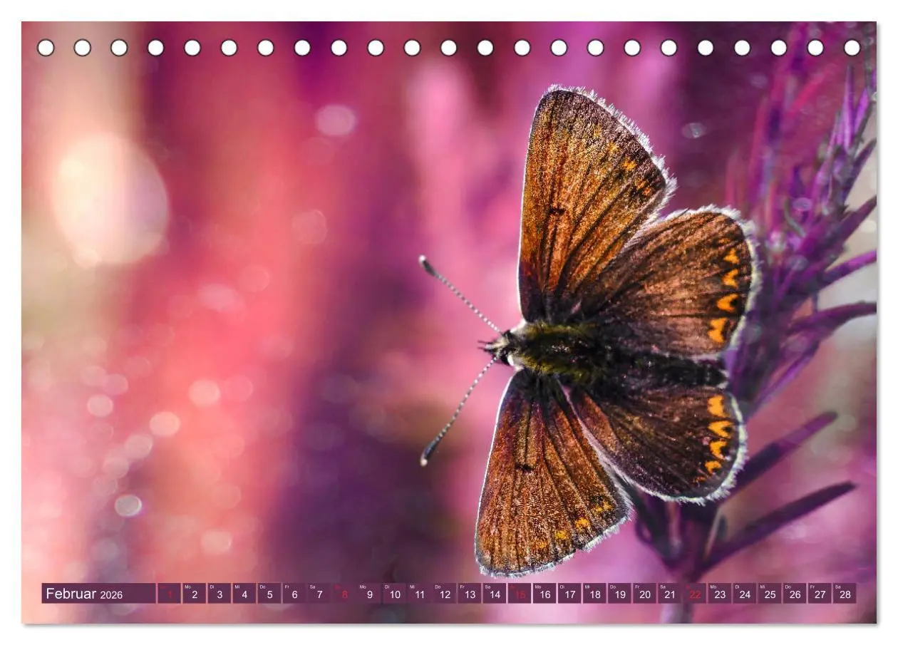 Bild: 9783457931264 | Schmetterlinge im Fokus (Tischkalender 2026 DIN A5 quer), CALVENDO...