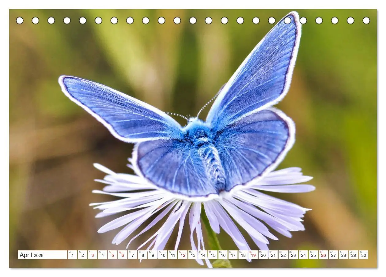 Bild: 9783457931264 | Schmetterlinge im Fokus (Tischkalender 2026 DIN A5 quer), CALVENDO...
