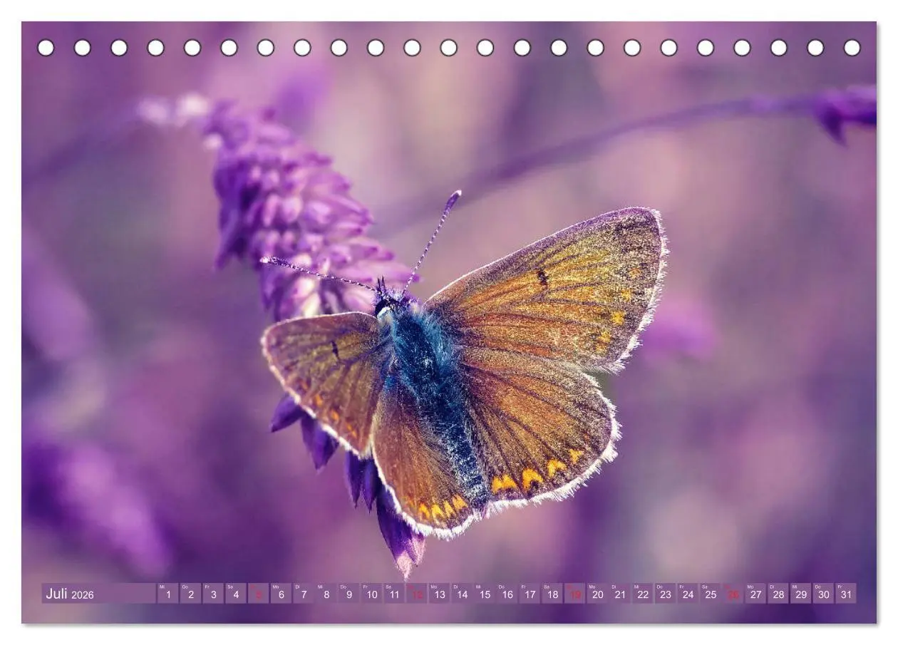 Bild: 9783457931264 | Schmetterlinge im Fokus (Tischkalender 2026 DIN A5 quer), CALVENDO...