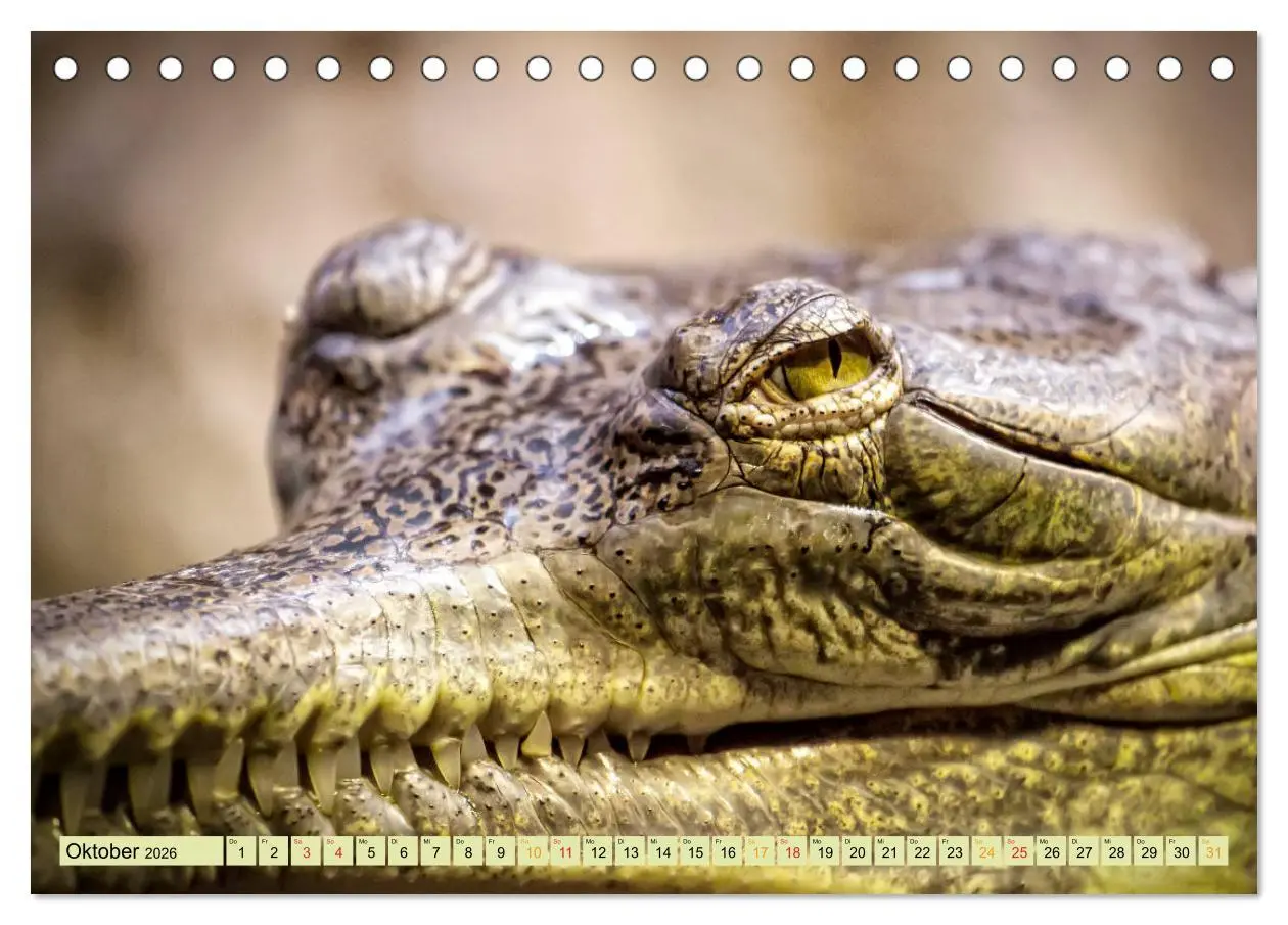 Bild: 9783457851364 | Urzeitreptilien - Krokodil (Tischkalender 2026 DIN A5 quer),...
