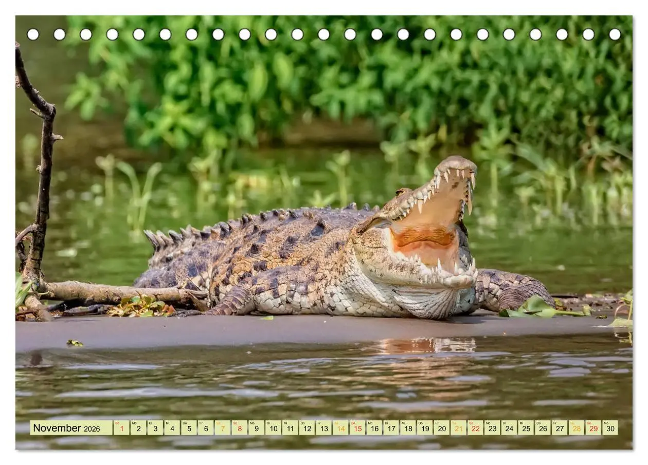 Bild: 9783457851364 | Urzeitreptilien - Krokodil (Tischkalender 2026 DIN A5 quer),...