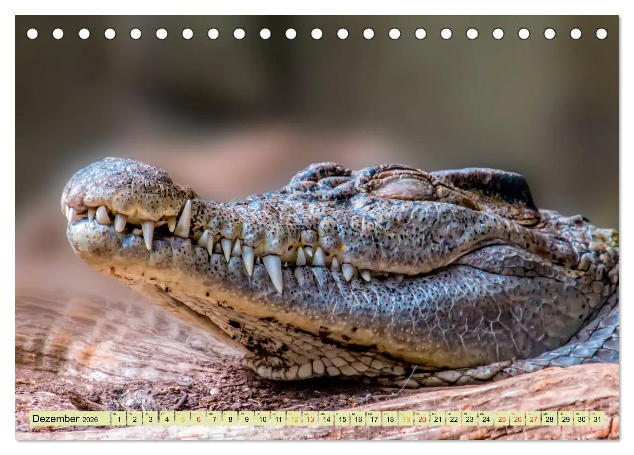 Bild: 9783457851364 | Urzeitreptilien - Krokodil (Tischkalender 2026 DIN A5 quer),...