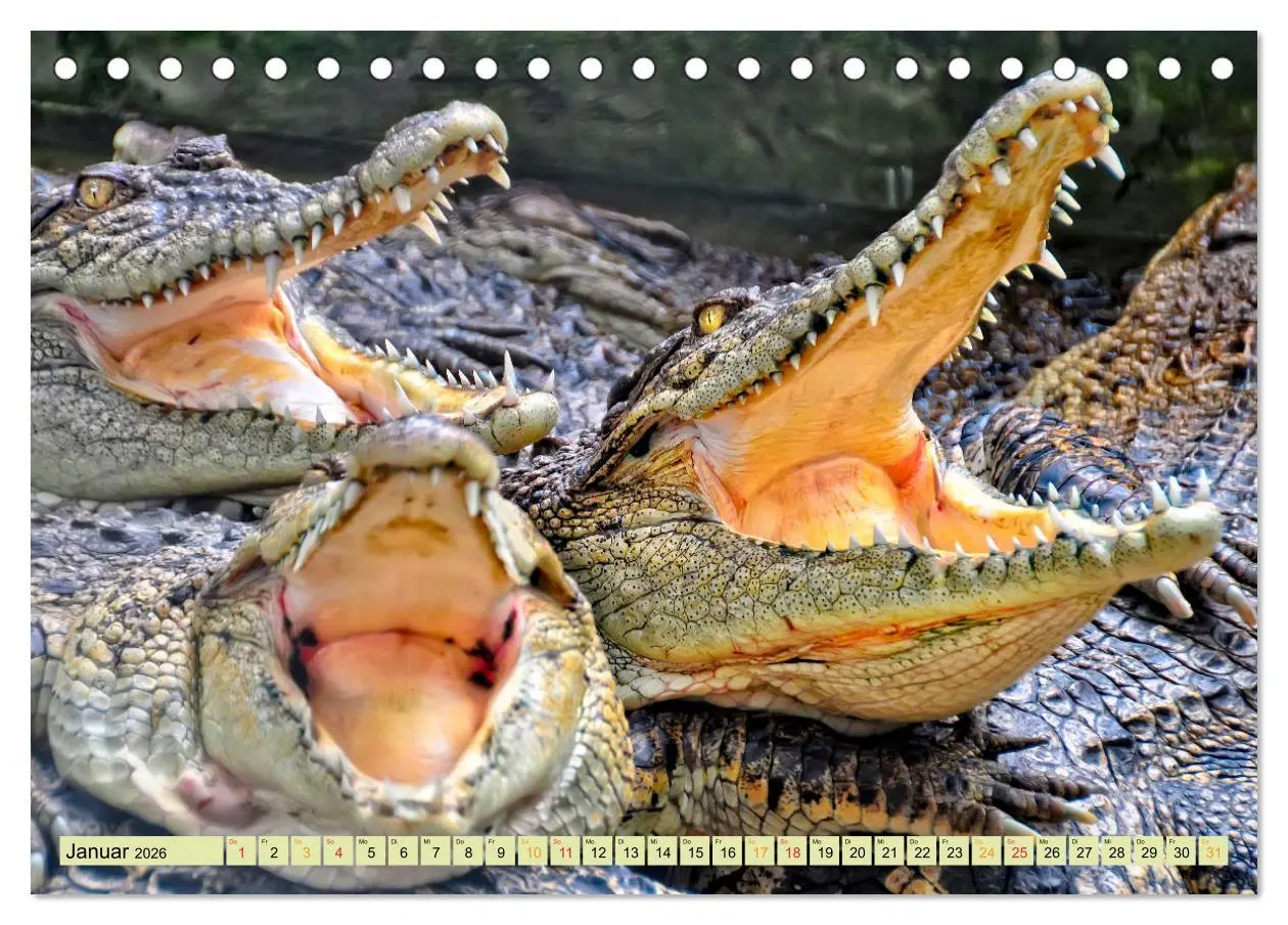 Bild: 9783457851364 | Urzeitreptilien - Krokodil (Tischkalender 2026 DIN A5 quer),...