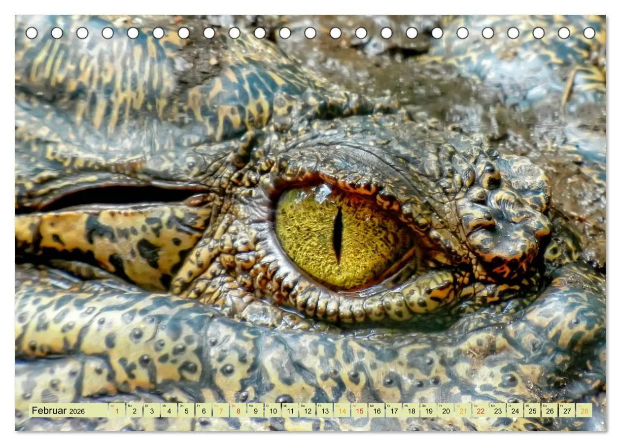 Bild: 9783457851364 | Urzeitreptilien - Krokodil (Tischkalender 2026 DIN A5 quer),...