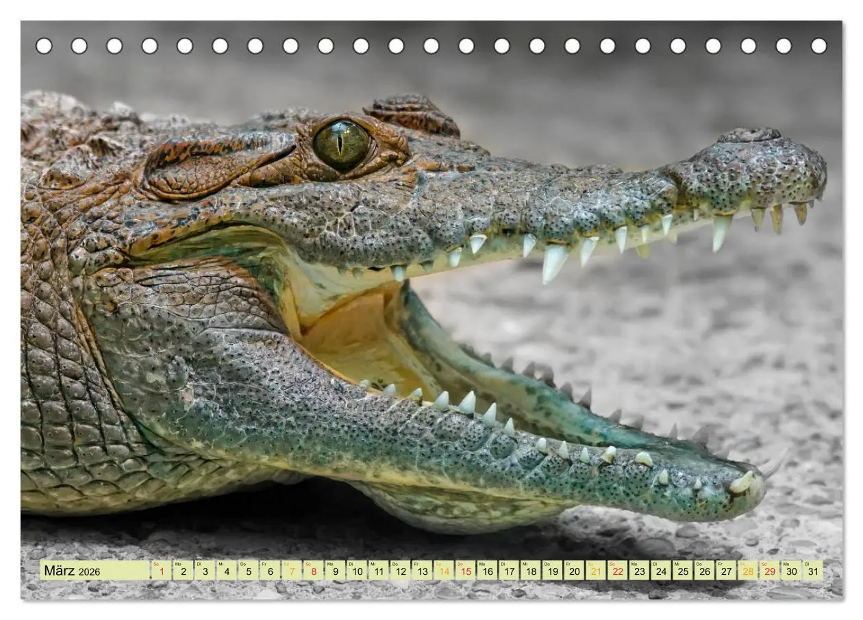 Bild: 9783457851364 | Urzeitreptilien - Krokodil (Tischkalender 2026 DIN A5 quer),...
