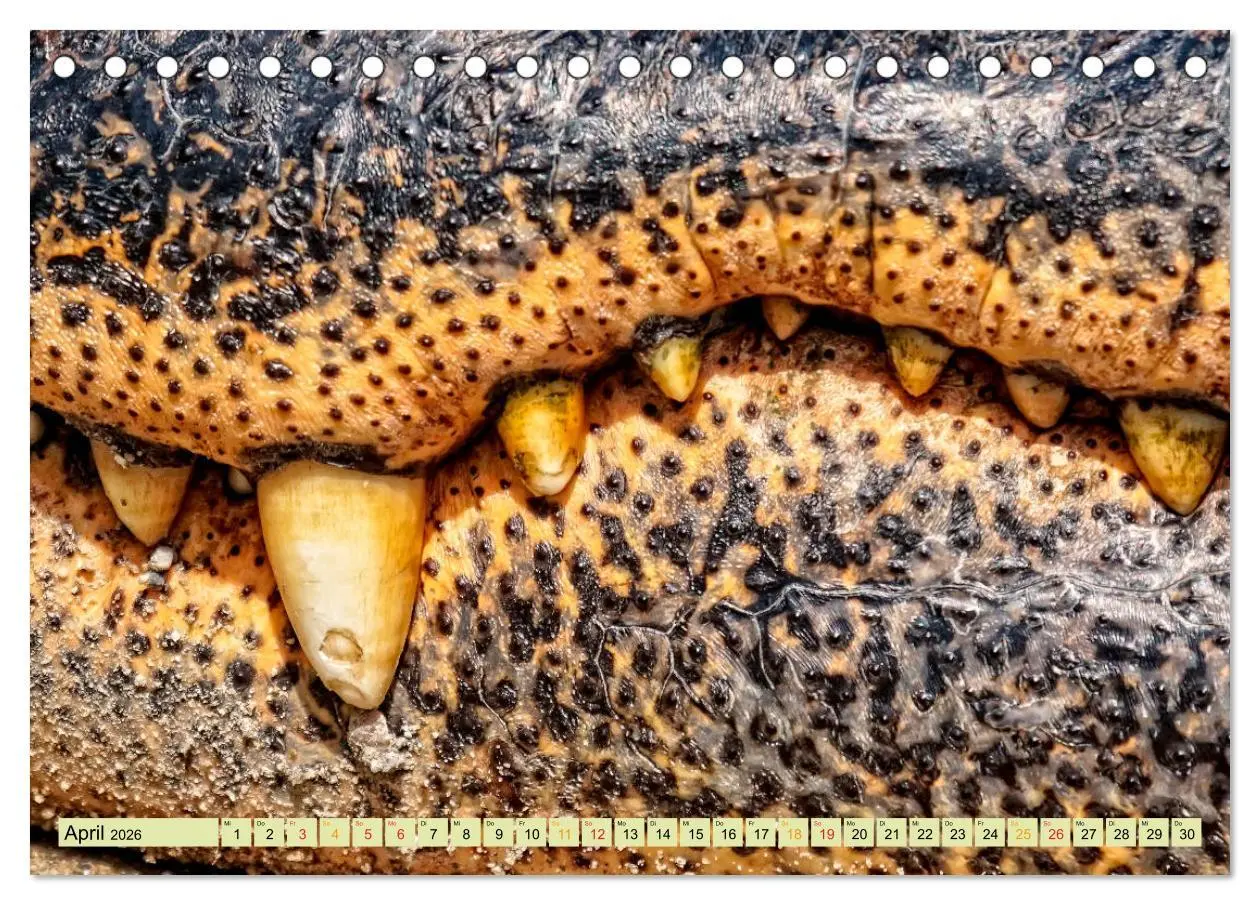 Bild: 9783457851364 | Urzeitreptilien - Krokodil (Tischkalender 2026 DIN A5 quer),...