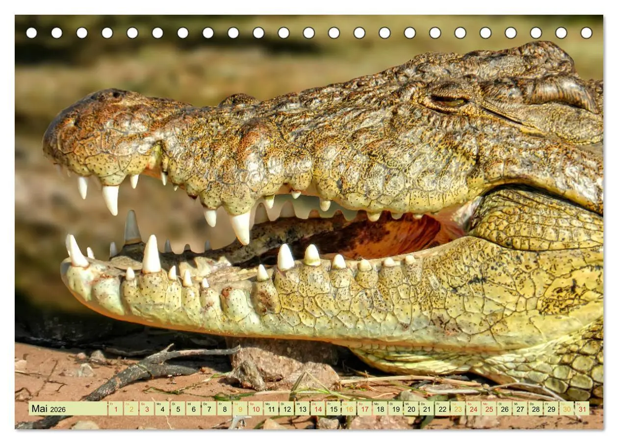 Bild: 9783457851364 | Urzeitreptilien - Krokodil (Tischkalender 2026 DIN A5 quer),...