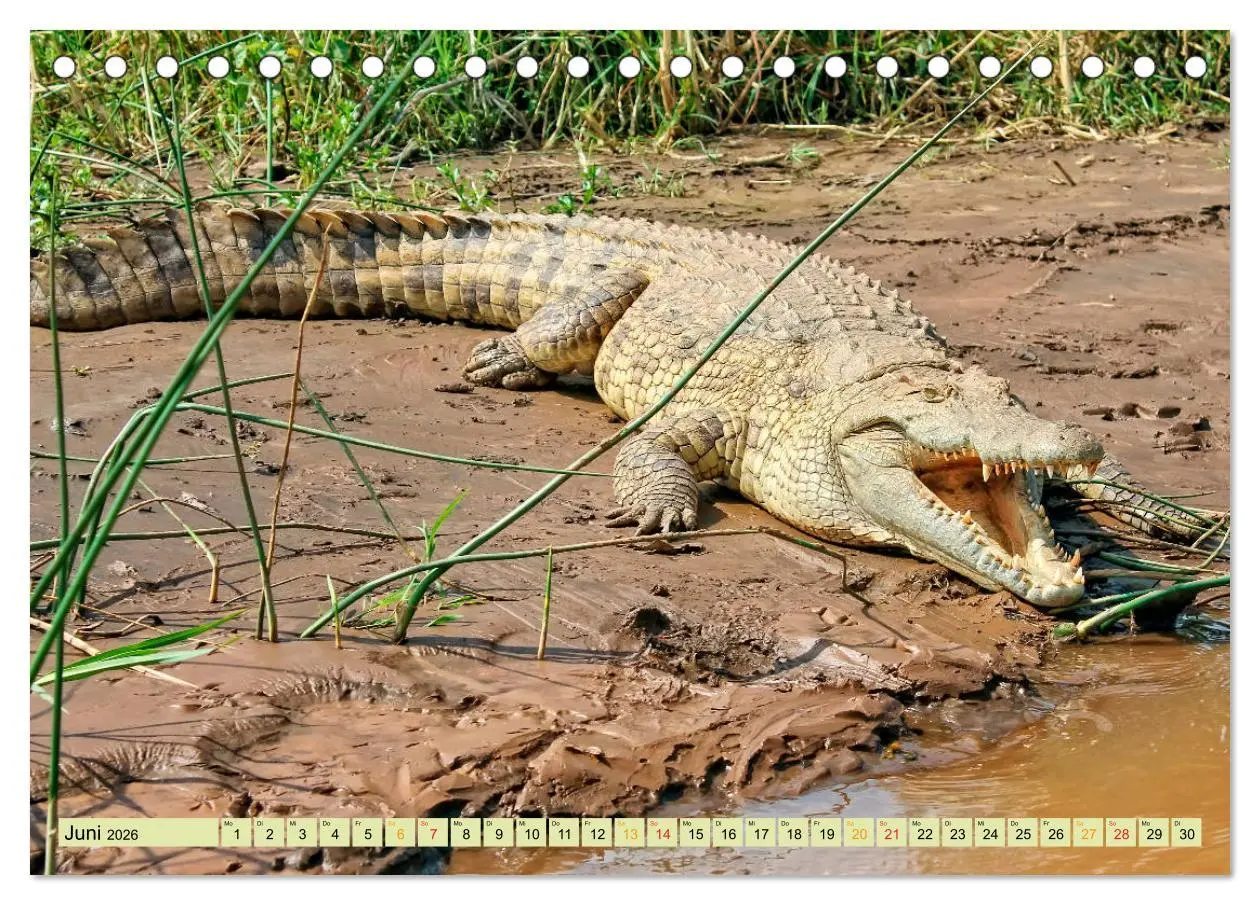 Bild: 9783457851364 | Urzeitreptilien - Krokodil (Tischkalender 2026 DIN A5 quer),...