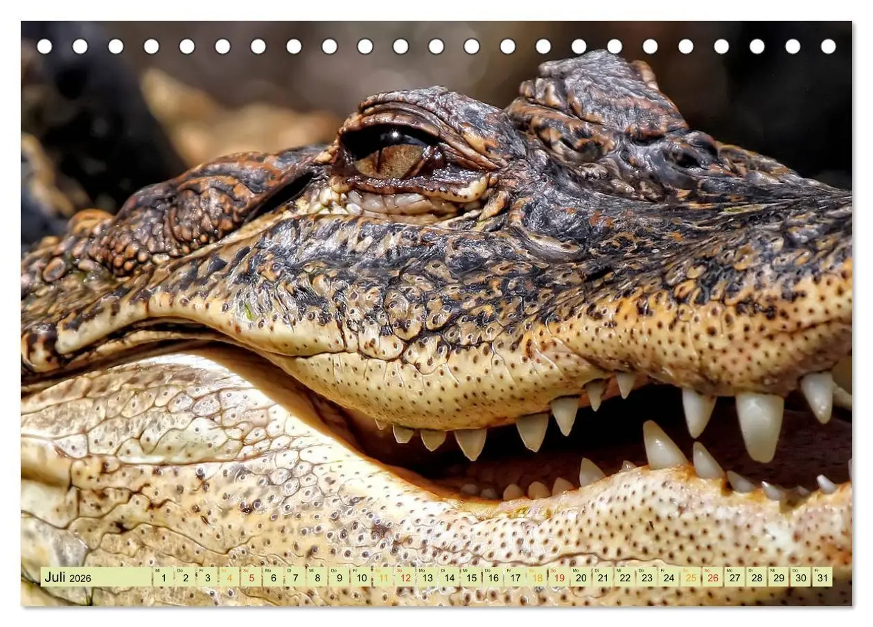 Bild: 9783457851364 | Urzeitreptilien - Krokodil (Tischkalender 2026 DIN A5 quer),...