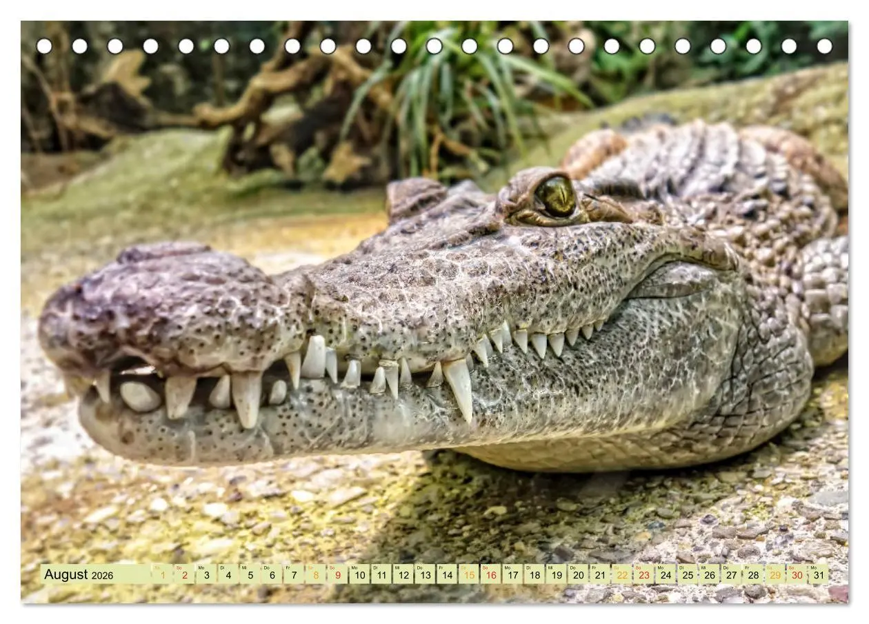 Bild: 9783457851364 | Urzeitreptilien - Krokodil (Tischkalender 2026 DIN A5 quer),...