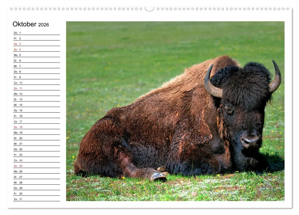 Bild: 9783516001464 | Der nordamerikanische Bison (Wandkalender 2026 DIN A2 quer),...