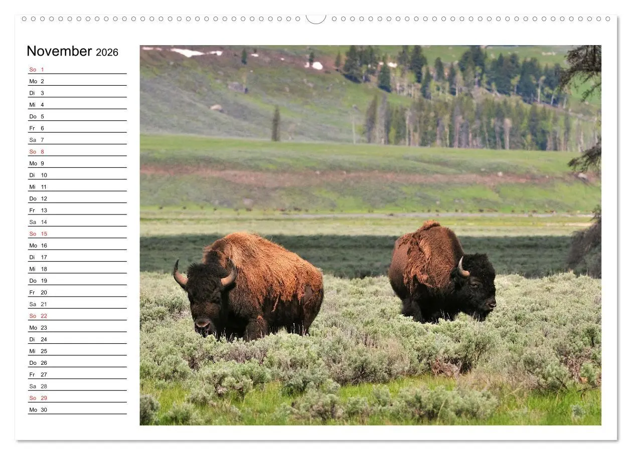 Bild: 9783516001464 | Der nordamerikanische Bison (Wandkalender 2026 DIN A2 quer),...