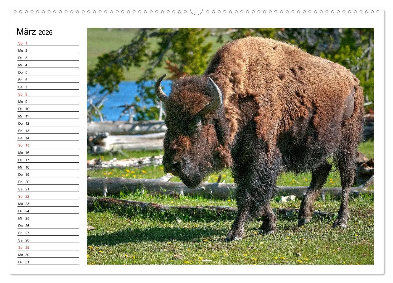 Bild: 9783516001464 | Der nordamerikanische Bison (Wandkalender 2026 DIN A2 quer),...