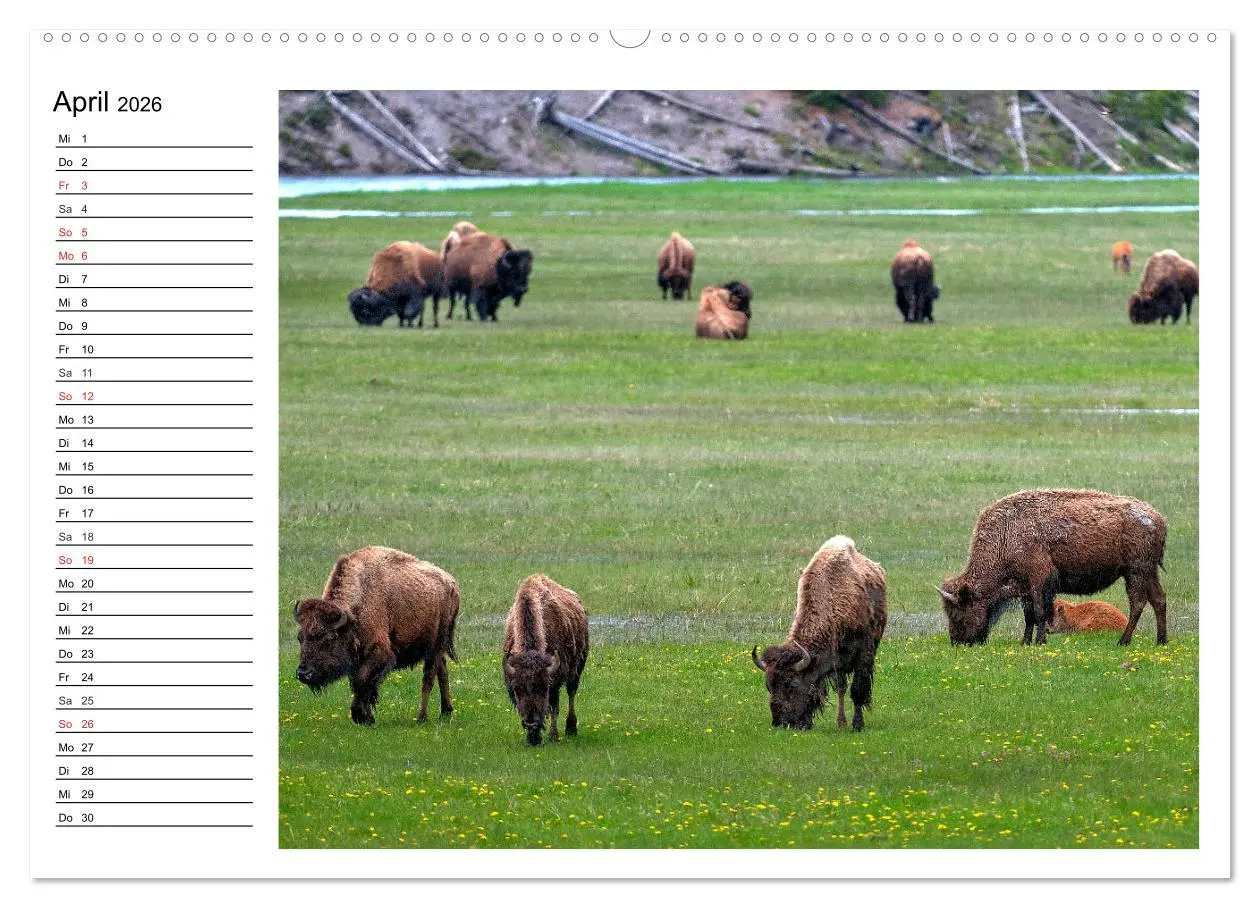 Bild: 9783516001464 | Der nordamerikanische Bison (Wandkalender 2026 DIN A2 quer),...