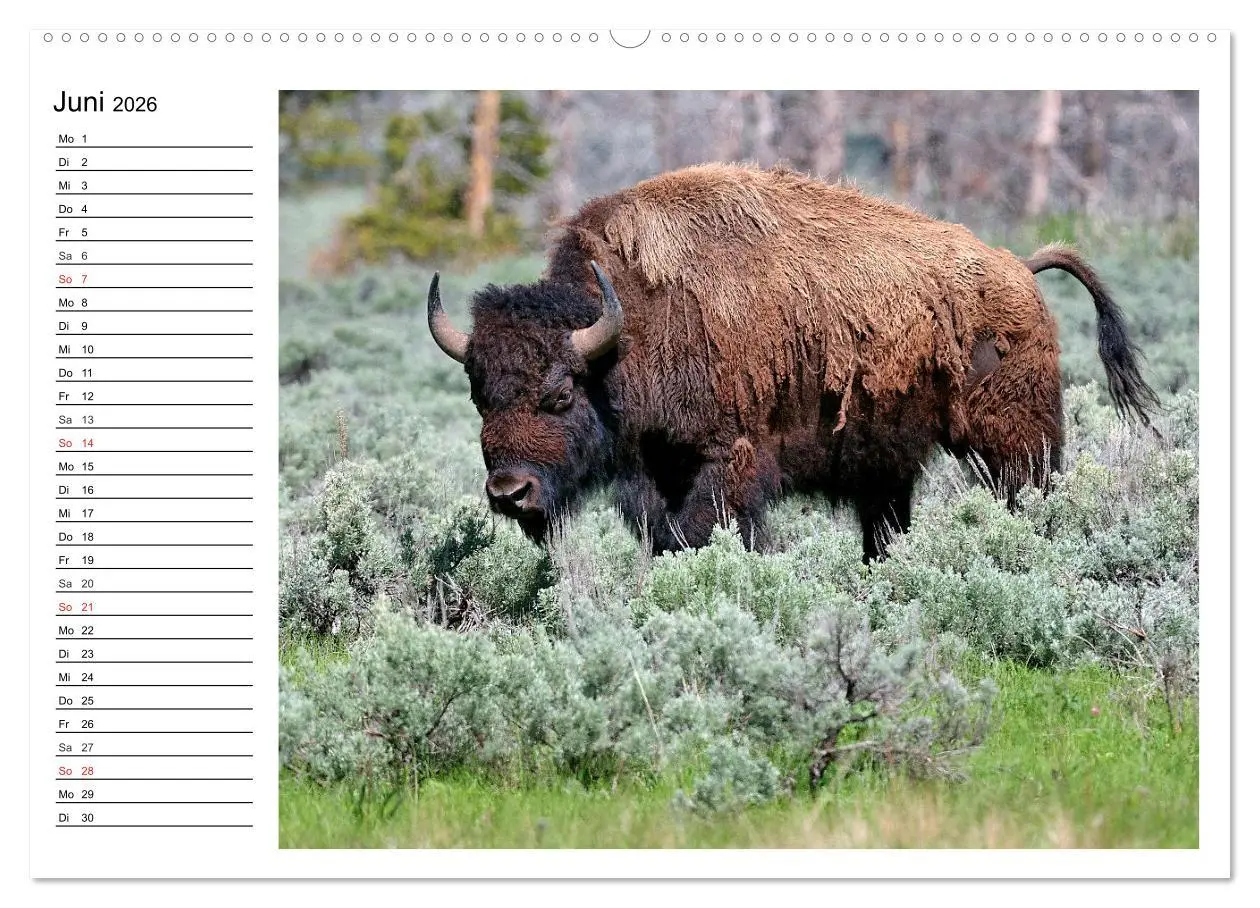 Bild: 9783516001464 | Der nordamerikanische Bison (Wandkalender 2026 DIN A2 quer),...