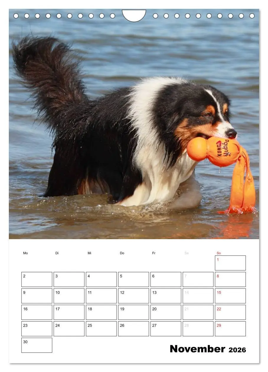 Bild: 9783516481464 | Australian Shepherd (Wandkalender 2026 DIN A4 hoch), CALVENDO...